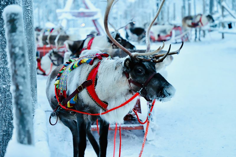 Reindeer in festive harness standing in a snowy Lapland forest